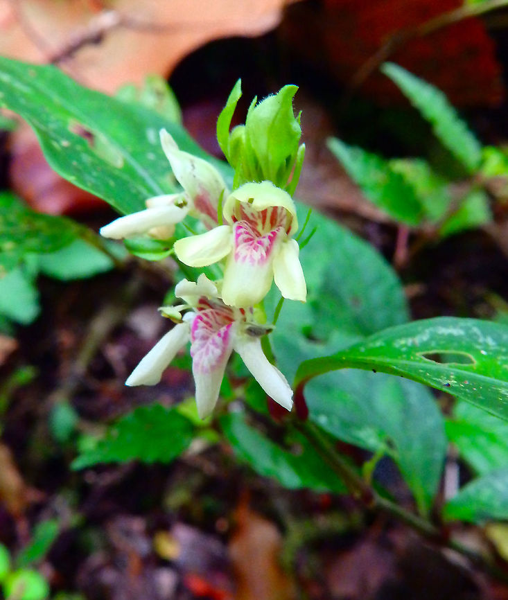 Justicia costaricana Reserva de Santa Elena, Costa Rica (2014). Costa Rica,Costarican Justicia,Geotagged,Justicia costaricana,Spring