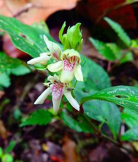 Justicia costaricana Reserva de Santa Elena, Costa Rica (2014). Costa Rica,Costarican Justicia,Geotagged,Justicia costaricana,Spring