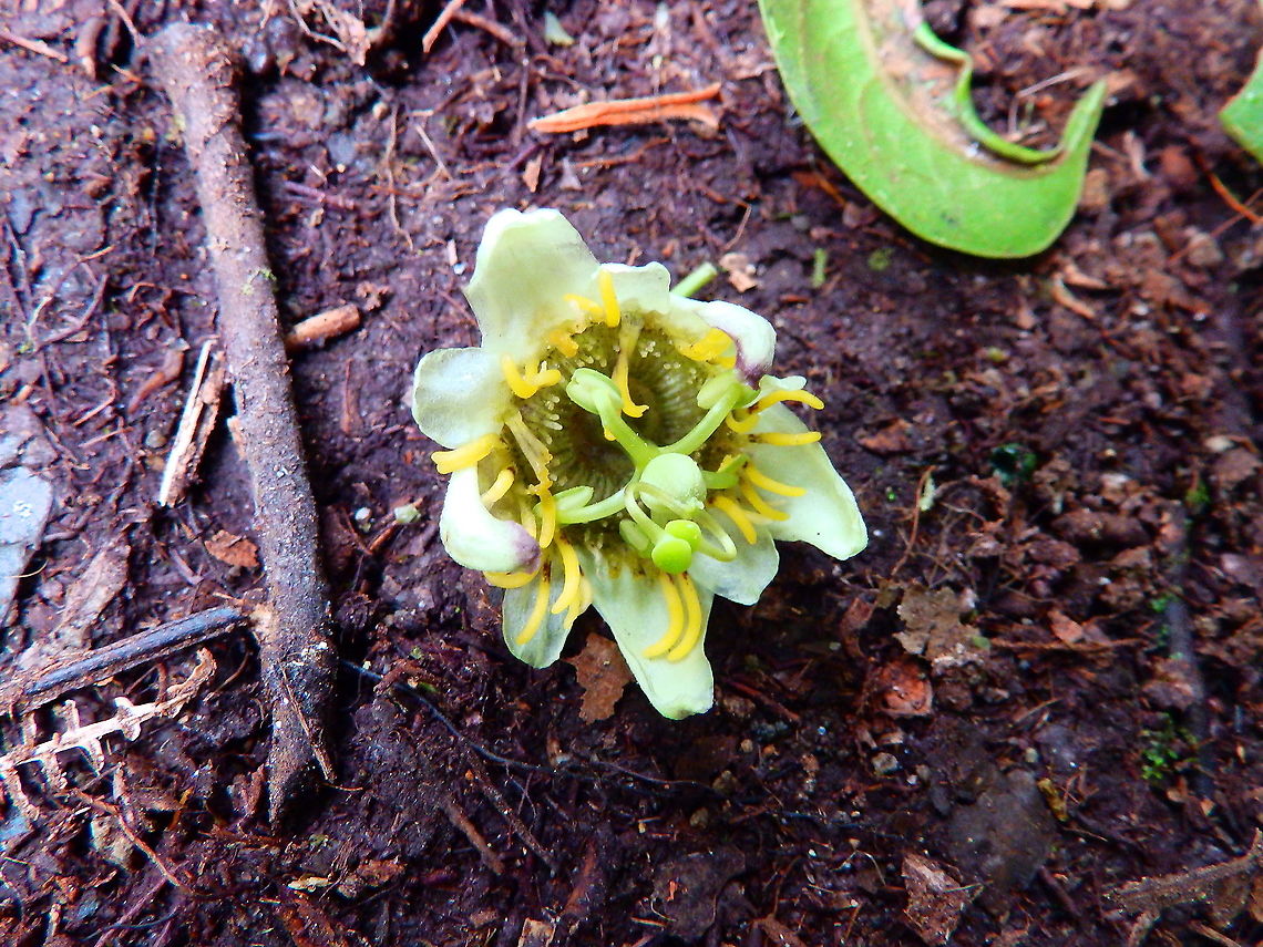 Passiflora biflora Flower found on the floor in Reserva de Santa Elena, Costa Rica (2014). Costa Rica,Geotagged,Passiflora biflora,Spring