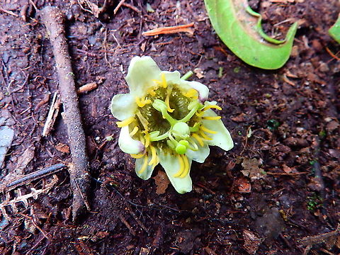 Passiflora biflora Flower found on the floor in Reserva de Santa Elena, Costa Rica (2014). Costa Rica,Geotagged,Passiflora biflora,Spring