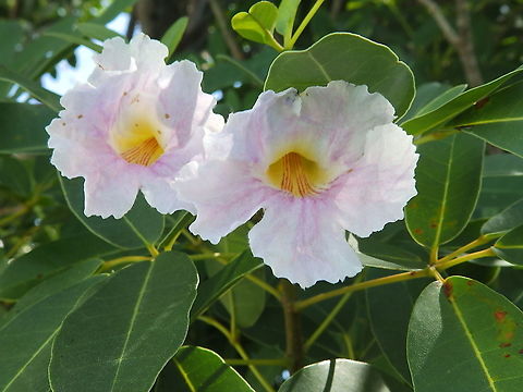 Pink Trumpet Tree -  Tabebuia heterophylla Seen in Bonaire, 2017. Caribbean Netherlands,Geotagged,Summer,Tabebuia heterophylla