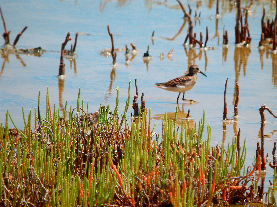 Perennial glasswort - Sarcocornia perennis It is actually the plant in first plane and not the bird :-)<br />
They were abundant in salty lakes and marshes in the island of Bonaire. Caribbean Netherlands,Geotagged,Sarcocornia perennis,Summer