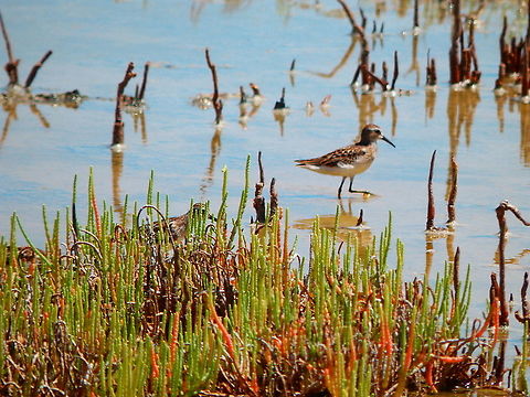 Perennial glasswort - Sarcocornia perennis It is actually the plant in first plane and not the bird :-)
They were abundant in salty lakes and marshes in the island of Bonaire. Caribbean Netherlands,Geotagged,Sarcocornia perennis,Summer