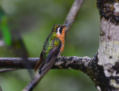 Purple-throated mountaingem female - Lampornis calolaemus Monteverde, Costa Rica 2014. Costa Rica,Geotagged,Lampornis calolaemus,Purple-throated mountaingem,Spring