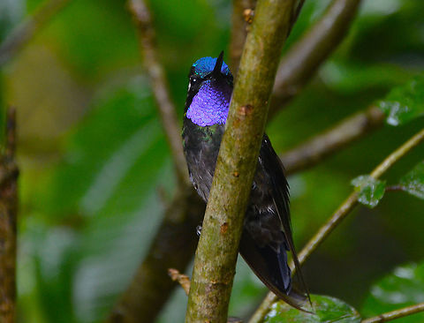 Purple-throated mountaingem male - Lampornis calolaemus Monteverde, Costa Rica 2014. Costa Rica,Geotagged,Lampornis calolaemus,Purple-throated mountaingem,Spring