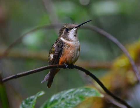 Magenta-throated woodstar female - Calliphlox bryantae Monteverde, Costa Rica 2014. Calliphlox bryantae,Costa Rica,Geotagged,Magenta-throated woodstar,Spring
