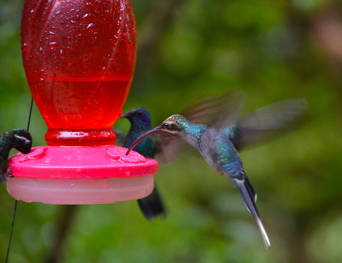 Green hermit - Phaethornis guy Monteverde, Costa Rica 2014. Costa Rica,Geotagged,Green hermit,Phaethornis guy,Spring