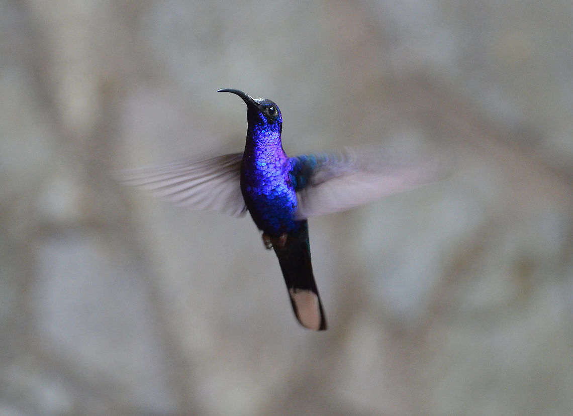 Violet sabrewing - Campylopterus hemileucurus Reserva de Santa Elena, Costa Rica 2014. Campylopterus hemileucurus,Costa Rica,Geotagged,Spring,Violet sabrewing