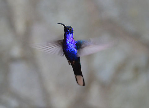 Violet sabrewing - Campylopterus hemileucurus Reserva de Santa Elena, Costa Rica 2014. Campylopterus hemileucurus,Costa Rica,Geotagged,Spring,Violet sabrewing