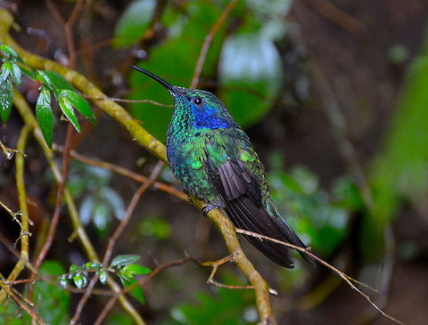 Lesser violetear - Colibri thalassinus sbsp cyanotus Monteverde, Costa Rica, 2014. Colibri cyanotus,Colibri thalassinus,Costa Rica,Geotagged,Green violetear,Lesser violetear,Spring