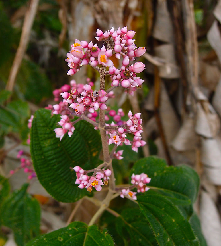 Pink Pearl Bush - Conostegia subcrustulata Seen in a roadside edge near Arenal Volcan, La Fortuna, Costa Rica.<br />
<figure class="photo"><a href="https://www.jungledragon.com/image/118529/pink_pearl_bush_-_conostegia_subcrustulata.html" title="Pink Pearl Bush - Conostegia subcrustulata"><img src="https://s3.amazonaws.com/media.jungledragon.com/images/2298/118529_thumb.JPG?AWSAccessKeyId=05GMT0V3GWVNE7GGM1R2&Expires=1769040010&Signature=xplKhVAK487d5KXuCPRbuTS6JnQ%3D" width="200" height="150" alt="Pink Pearl Bush - Conostegia subcrustulata https://www.jungledragon.com/image/118518/pink_pearl_bush_-_conostegia_subcrustulata.html Conostegia subcrustulata,Costa Rica,Geotagged,Pink Pearl Bush,Spring" /></a></figure> Conostegia subcrustulata,Costa Rica,Geotagged,Pink Pearl Bush,Spring