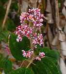 Pink Pearl Bush - Conostegia subcrustulata Seen in a roadside edge near Arenal Volcan, La Fortuna, Costa Rica.<br />
https://www.jungledragon.com/image/118529/pink_pearl_bush_-_conostegia_subcrustulata.html Conostegia subcrustulata,Costa Rica,Geotagged,Pink Pearl Bush,Spring