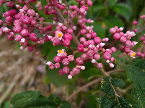 Pink Pearl Bush - Conostegia subcrustulata https://www.jungledragon.com/image/118518/pink_pearl_bush_-_conostegia_subcrustulata.html Conostegia subcrustulata,Costa Rica,Geotagged,Pink Pearl Bush,Spring