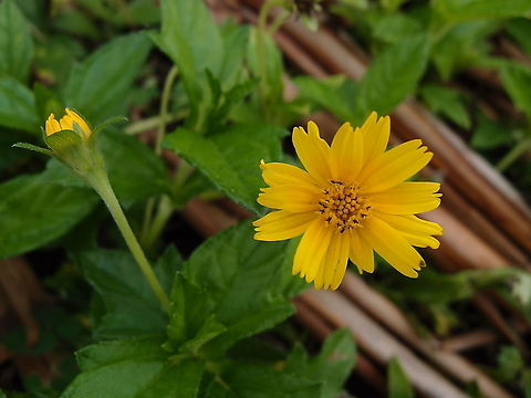 Trailing Daisy - Sphagneticola trilobata Near Arenal Volcano, Costa Rica. Costa Rica,Geotagged,Sphagneticola trilobata,Spring,Trailing Daisy