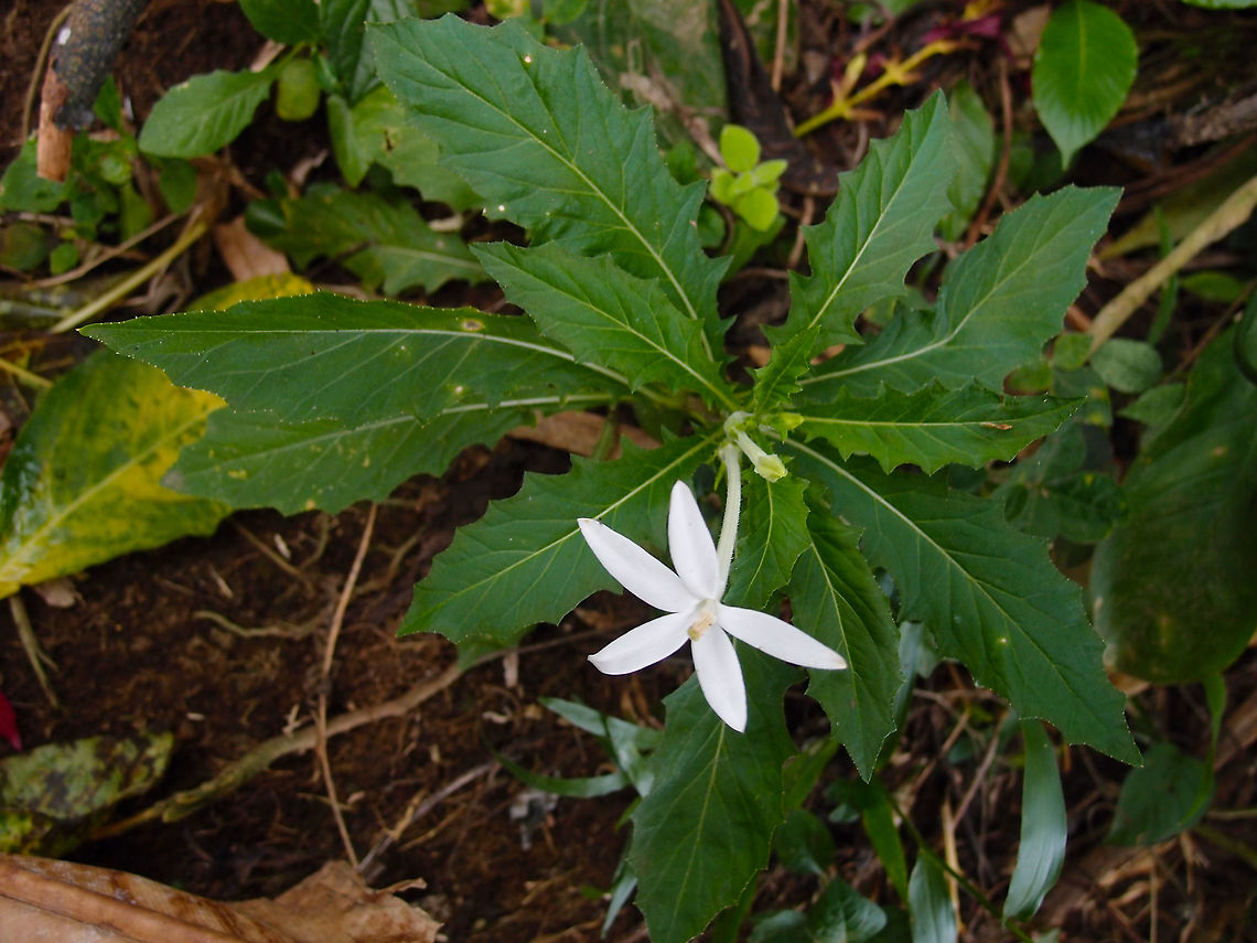 Hippobroma longiflora Between Cerro Chato and La Fortuna, Costa Rica. Costa Rica,Geotagged,Hippobroma longiflora,Spring