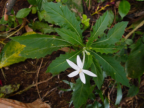 Hippobroma longiflora Between Cerro Chato and La Fortuna, Costa Rica. Costa Rica,Geotagged,Hippobroma longiflora,Spring