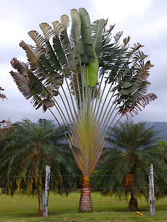 Traveller's palm - Ravenala madagascariensis Near path between La Fortuna dn Cerro Chato, Costa Rica. Costa Rica,Geotagged,Ravenala madagascariensis,Spring,Travellers palm