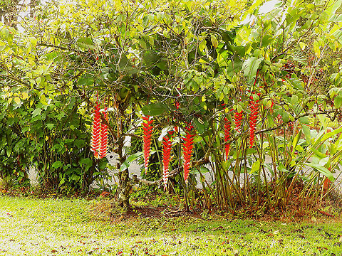 Lobster Claw - Heliconia rostrata Close to Fortuna River Waterfall, Costa Rica. Costa Rica,Geotagged,Heliconia rostrata,Lobster Claw,Spring