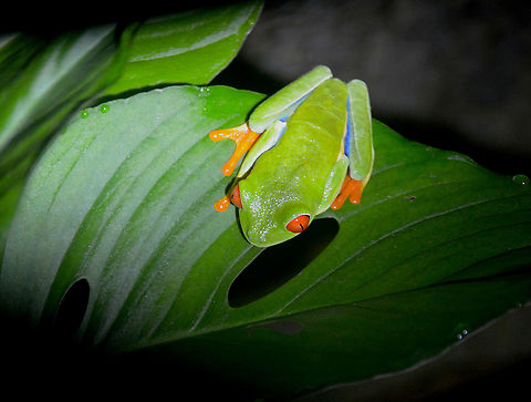 Red-eyed tree frog - Agalychnis callidryas Monteverde Frog Pond Ranario. Agalychnis callidryas,Costa Rica,Geotagged,Red-eyed tree frog,Spring