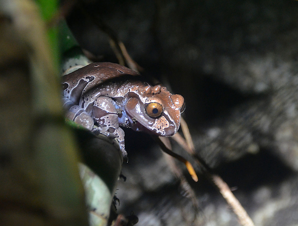 Spiny-headed tree frog - Anotheca spinosa Monteverde Frog Pond Ranario. Anotheca spinosa,Costa Rica,Geotagged,Spiny-headed tree frog,Spring
