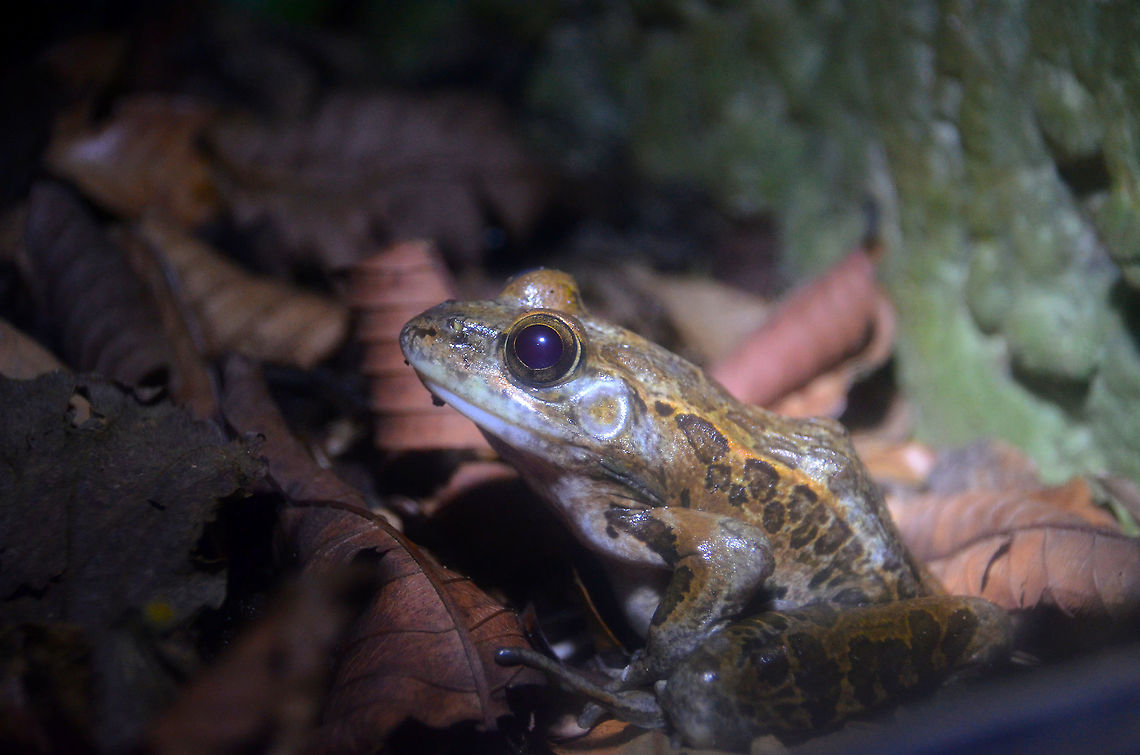 Fitzingers Robber Frog - Craugastor fitzingeri Monteverde Frog Pond Ranario Costa Rica,Craugastor fitzingeri,Fitzingers Robber Frog,Geotagged,Spring