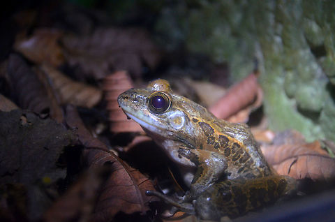Fitzingers Robber Frog - Craugastor fitzingeri Monteverde Frog Pond Ranario Costa Rica,Craugastor fitzingeri,Fitzingers Robber Frog,Geotagged,Spring