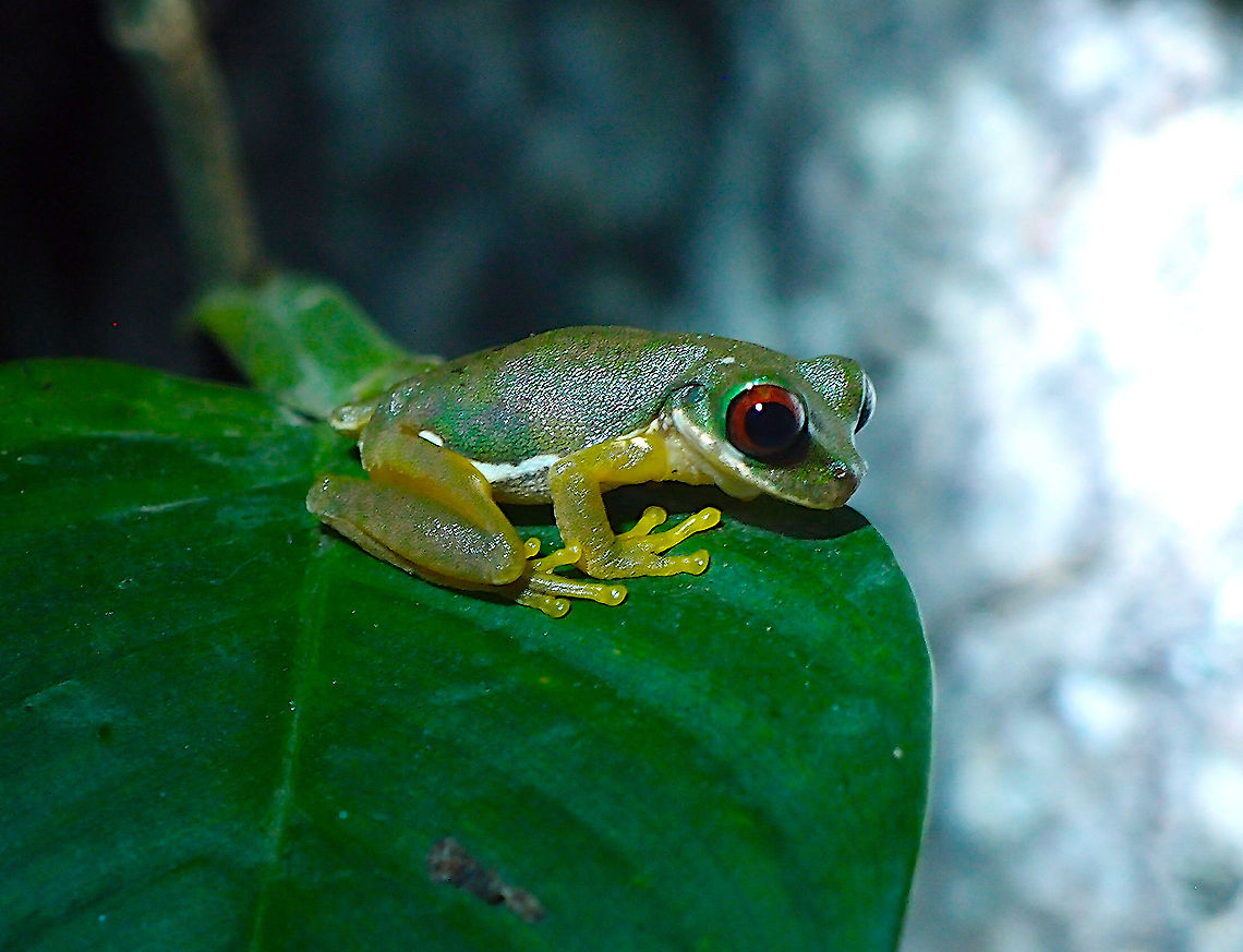 Rufous-eyed brook frog- Duellmanohyla  rufioculis Monteverde Frog Pond Ranario Costa Rica,Duellmanohyla rufioculis,Geotagged,Rufous-eyed brook frog,Spring