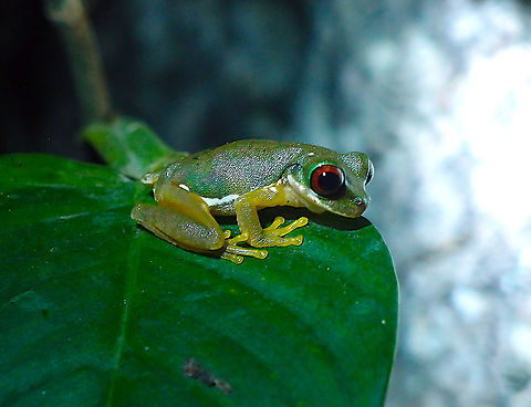 Rufous-eyed brook frog- Duellmanohyla  rufioculis Monteverde Frog Pond Ranario Costa Rica,Duellmanohyla rufioculis,Geotagged,Rufous-eyed brook frog,Spring