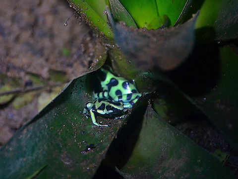 Green-and-black poison dart frog - Dendrobates auratus Monteverde Frog Pond Ranario, Costa Rica Costa Rica,Dendrobates auratus,Geotagged,Green-and-black poison dart frog,Spring