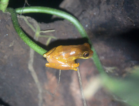 Hourglass treefrog - Dendropsophus ebraccatus Monteverde Frog Pond Ranario, Costa Rica. Costa Rica,Dendropsophus ebraccatus,Geotagged,Hourglass treefrog,Spring