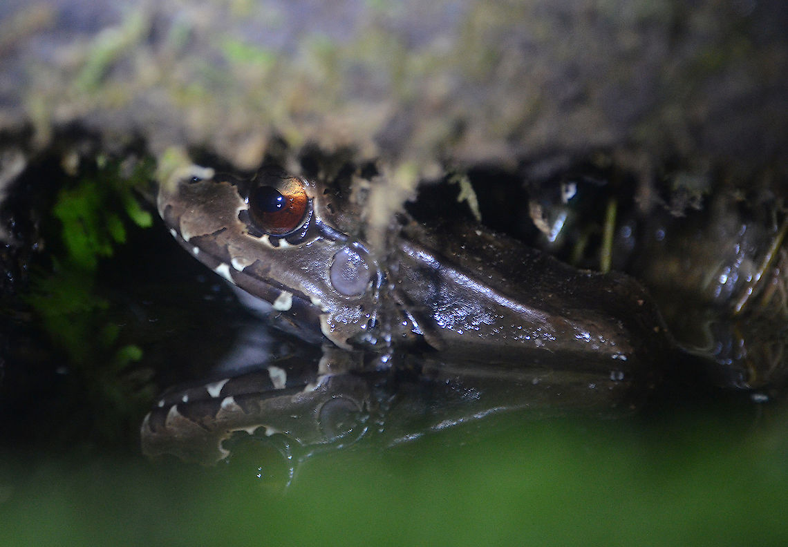 Savage's thin-toed frog - Leptodactylus savagei Monteverde Frog Pond Ranario, Costa Rica. Costa Rica,Geotagged,Leptodactylus savagei,Savage's thin-toed frog,Spring