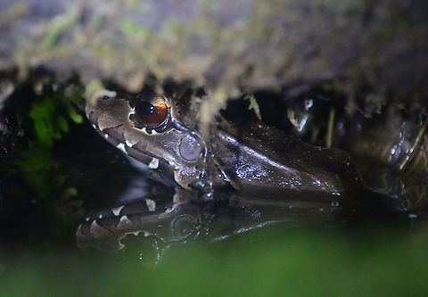 Savage's thin-toed frog - Leptodactylus savagei Monteverde Frog Pond Ranario, Costa Rica. Costa Rica,Geotagged,Leptodactylus savagei,Savage's thin-toed frog,Spring