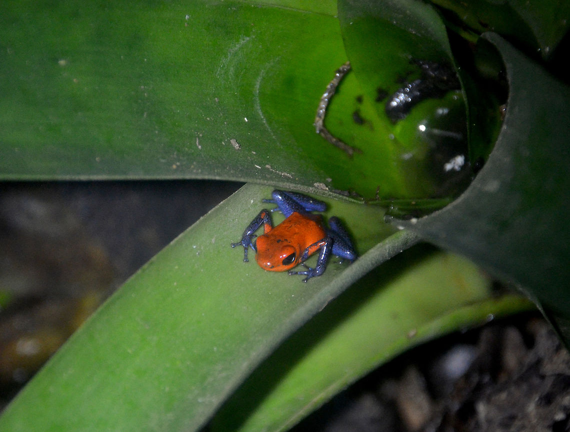 Strawberry poison frog - Oophaga pumilio Monteverde Frog Pond ranario, Costa Rica. Costa Rica,Geotagged,Oophaga pumilio,Spring,Strawberry poison dart frog