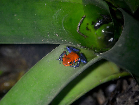 Strawberry poison frog - Oophaga pumilio Monteverde Frog Pond ranario, Costa Rica. Costa Rica,Geotagged,Oophaga pumilio,Spring,Strawberry poison dart frog