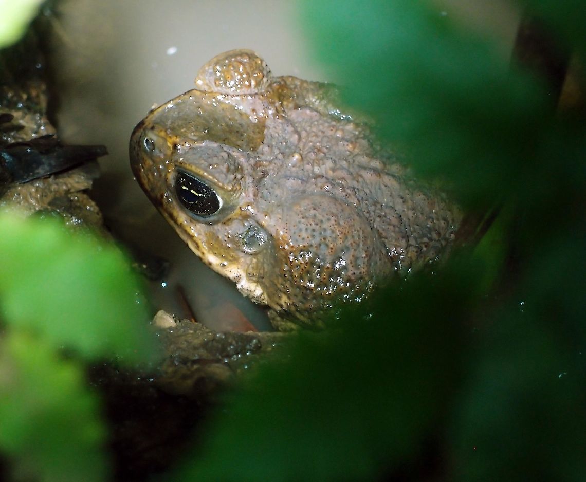 Cane toad - Rhinella marina Monteverde Frog Pond Ranario, Costa Rica.     Cane toad,Costa Rica,Geotagged,Rhinella marina,Spring