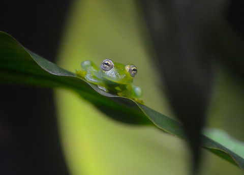 Powdered glass frog - Teratohyla pulverata Monteverde Frog Pond Ranario, Costa Rica. Costa Rica,Geotagged,Powdered glass frog,Spring,Teratohyla pulverata