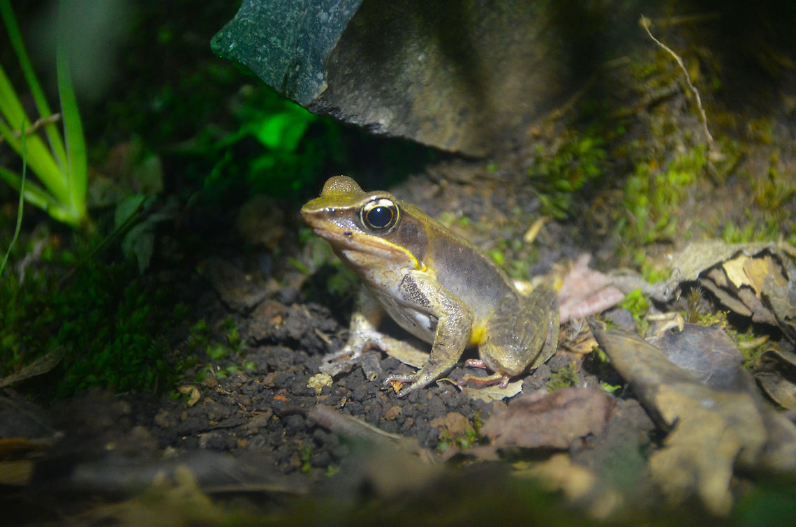 Warszewitsch's frog - Lithobates warszewitschi Tentative ID<br />
Monteverde Frog Pond Ranario, Costa Rica. Costa Rica,Geotagged,Lithobates warszewitschii,Spring,Warszewitsch's frog