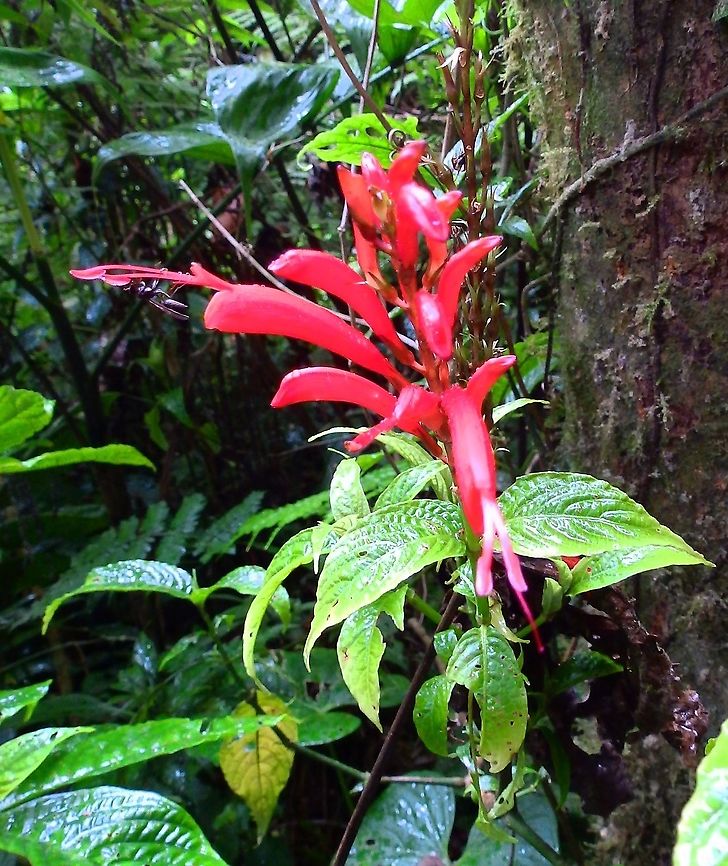 Pavon de monta&ntilde;a -Razisea spicata Seen in Santa Elena Cloud Forest reserv, Costa Rica.         Costa Rica,Geotagged,Pavon de montana,Razisea spicata,Spring