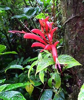Pavon de montaña -Razisea spicata Seen in Santa Elena Cloud Forest reserv, Costa Rica.         Costa Rica,Geotagged,Pavon de montana,Razisea spicata,Spring
