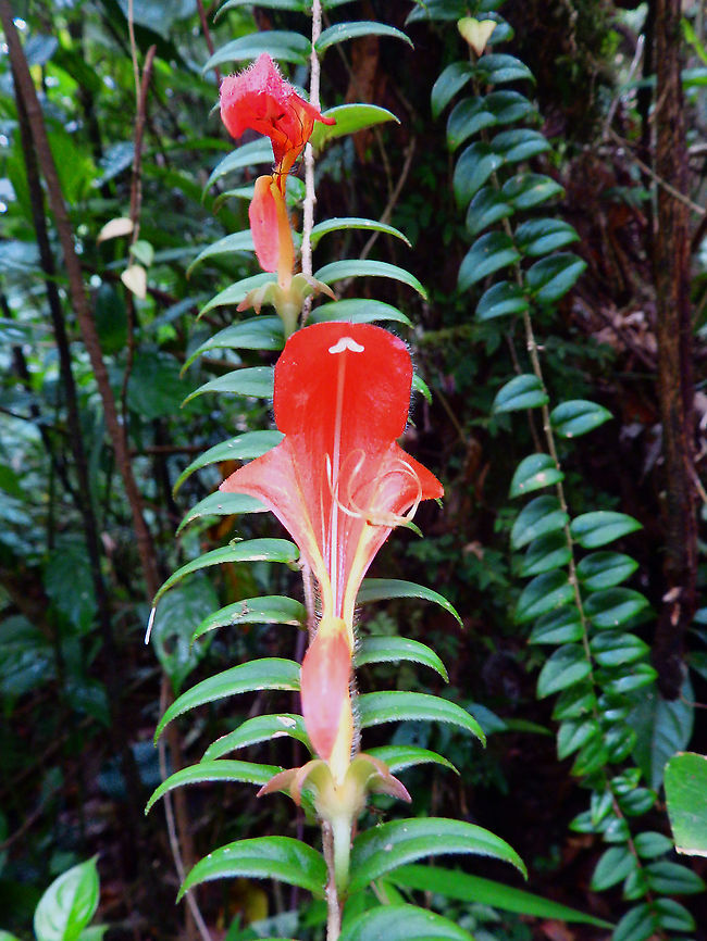 Columnea microcalyx Seen in Santa Elena Cloud Forest Reserve, Costa Rica. Columnea microcalyx,Costa Rica,Geotagged,Spring