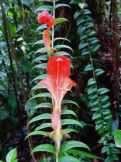 Columnea microcalyx Seen in Santa Elena Cloud Forest Reserve, Costa Rica. Columnea microcalyx,Costa Rica,Geotagged,Spring