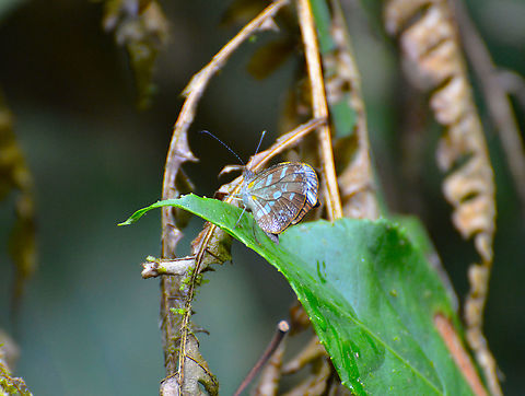 Crisia/Cloud forest mimic White - Dismorphia crisia lubina Seen in Santa Elena Cloud Forest Reserve, Costa Rica. Costa Rica,Dismorphia crisia,Geotagged,Spring