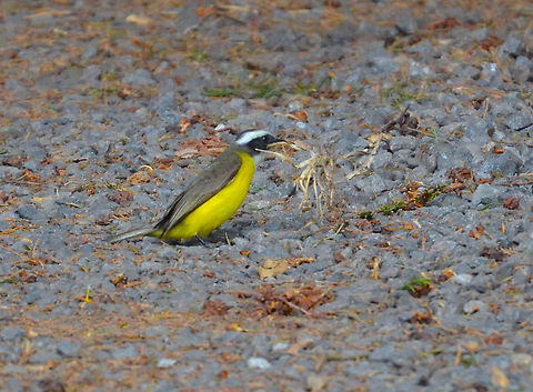 Social Flycatcher - Myiozetetes similis Monteverde, by Los Pinos cabins. This bird was building a nest.
https://www.jungledragon.com/image/118564/social_flycatcher_-_myiozetetes_similis.html Costa Rica,Geotagged,Myiozetetes similis,Social flycatcher,Spring