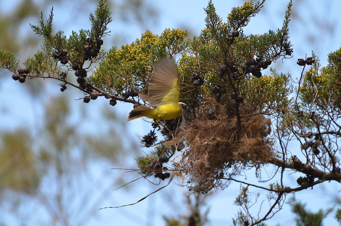 Social Flycatcher - Myiozetetes similis Building nest.<br />
<figure class="photo"><a href="https://www.jungledragon.com/image/118563/social_flycatcher_-_myiozetetes_similis.html" title="Social Flycatcher - Myiozetetes similis"><img src="https://s3.amazonaws.com/media.jungledragon.com/images/2298/118563_thumb.JPG?AWSAccessKeyId=05GMT0V3GWVNE7GGM1R2&Expires=1769040010&Signature=kK4qZ94JdXvSDgvObYe2ipIxaVw%3D" width="200" height="148" alt="Social Flycatcher - Myiozetetes similis Monteverde, by Los Pinos cabins. This bird was building a nest.<br />
https://www.jungledragon.com/image/118564/social_flycatcher_-_myiozetetes_similis.html Costa Rica,Geotagged,Myiozetetes similis,Social flycatcher,Spring" /></a></figure> Costa Rica,Geotagged,Myiozetetes similis,Social flycatcher,Spring