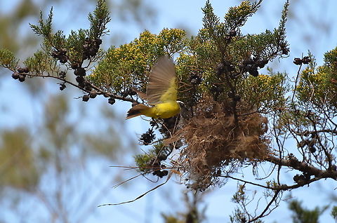 Social Flycatcher - Myiozetetes similis Building nest.
https://www.jungledragon.com/image/118563/social_flycatcher_-_myiozetetes_similis.html Costa Rica,Geotagged,Myiozetetes similis,Social flycatcher,Spring