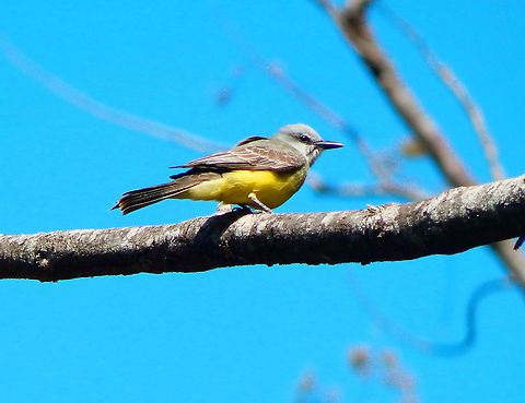 Tyrannus melancholicus Los Pinos cabins, Costa Rica. Costa Rica,Geotagged,Spring,Tropical Kingbird,Tyrannus melancholicus