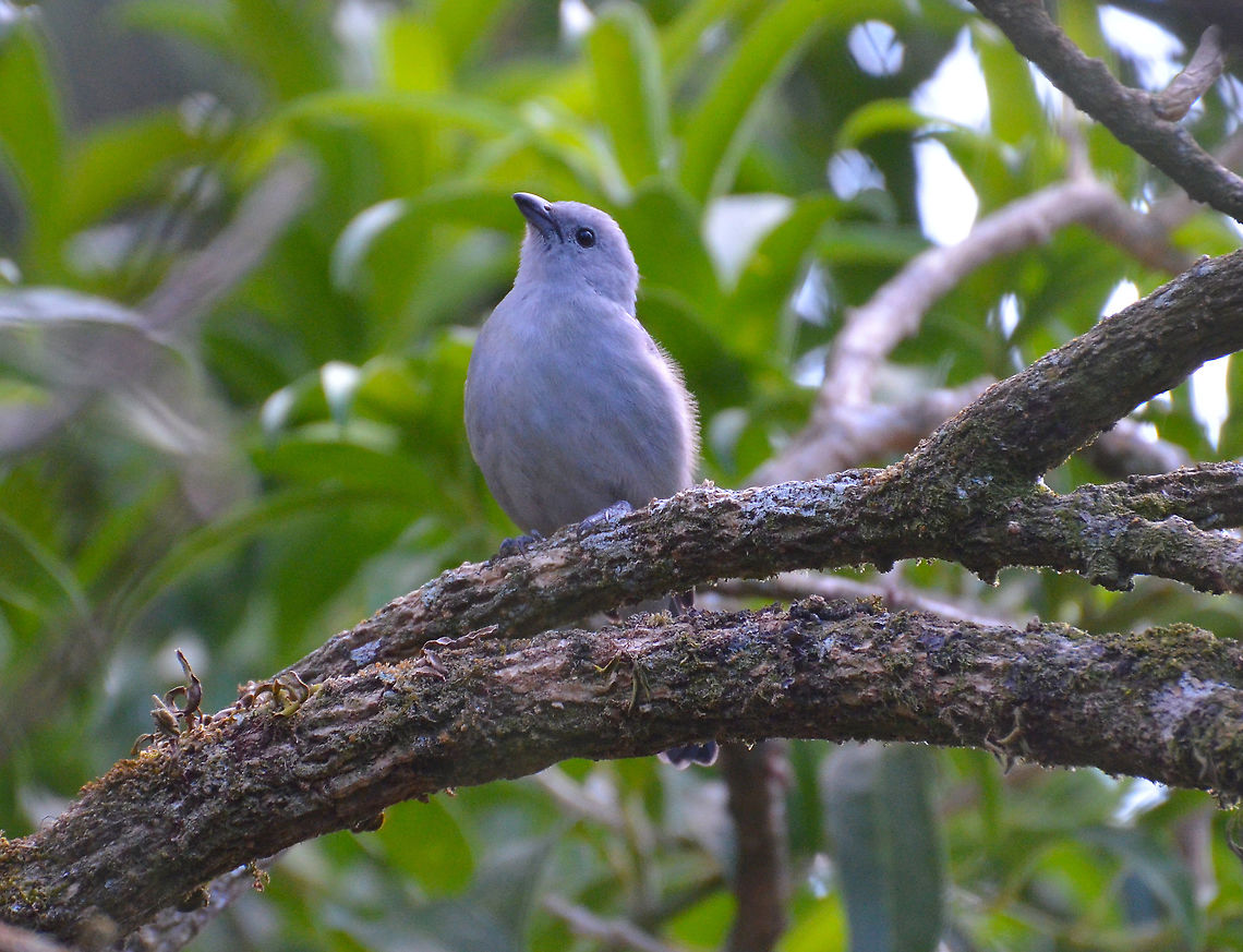 Blue-gray tanager - Thraupis episcopus Near Los Pinos cabins, Costa Rica. Blue-gray tanager,Costa Rica,Geotagged,Spring,Thraupis episcopus