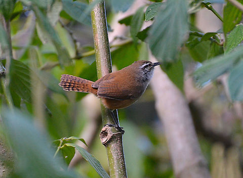 Plain Wren- Cantorchilus modestus By hydroponic garden, near Los Pinos, Monteverde, Costa Rica. Cantorchilus modestus,Costa Rica,Geotagged,Plain wren,Spring