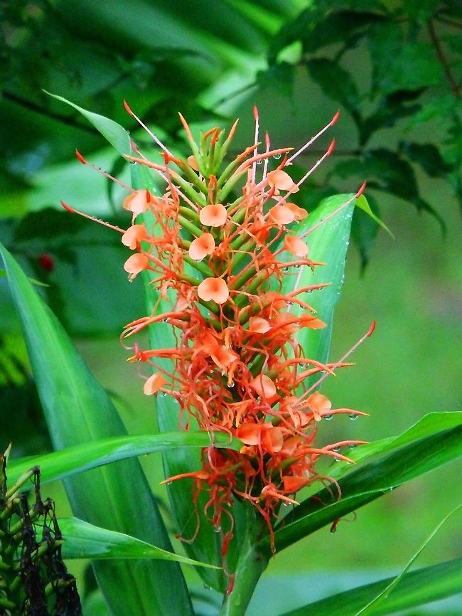 Hedychium coccineum Seen in garden, near La Fortuna, Costa Rica.      Costa Rica,Geotagged,Hedychium coccineum,Spring