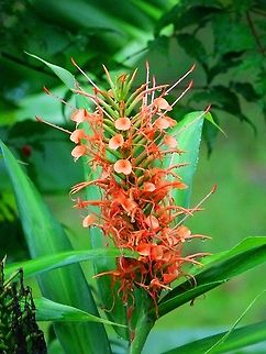 Hedychium coccineum Seen in garden, near La Fortuna, Costa Rica.      Costa Rica,Geotagged,Hedychium coccineum,Spring